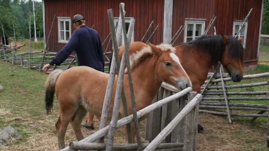 Viktor råkar släppa ut hästarna