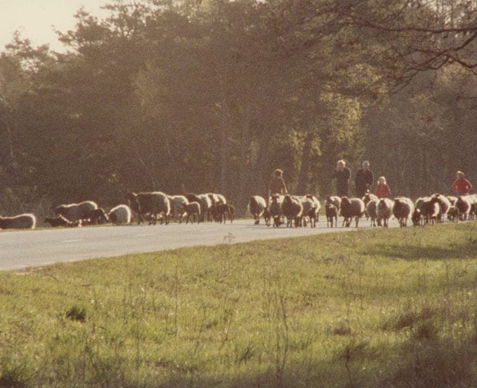 Ur Ingmar Bergmans Fårödokument 1979. Foto: Cinematograph AB.