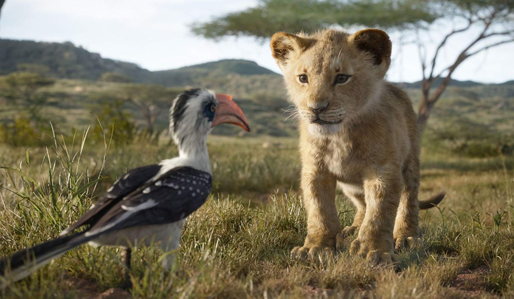 Simba och Zazu i ett möte som är nästan identiskt med originalfilmen. Foto: Walt Disney Studios Motion Pictures.