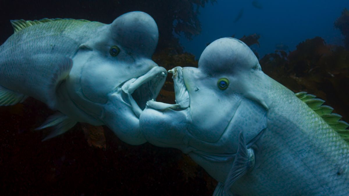 Två fiskar i Blue Planet II som inte förstår vikten av social distansering