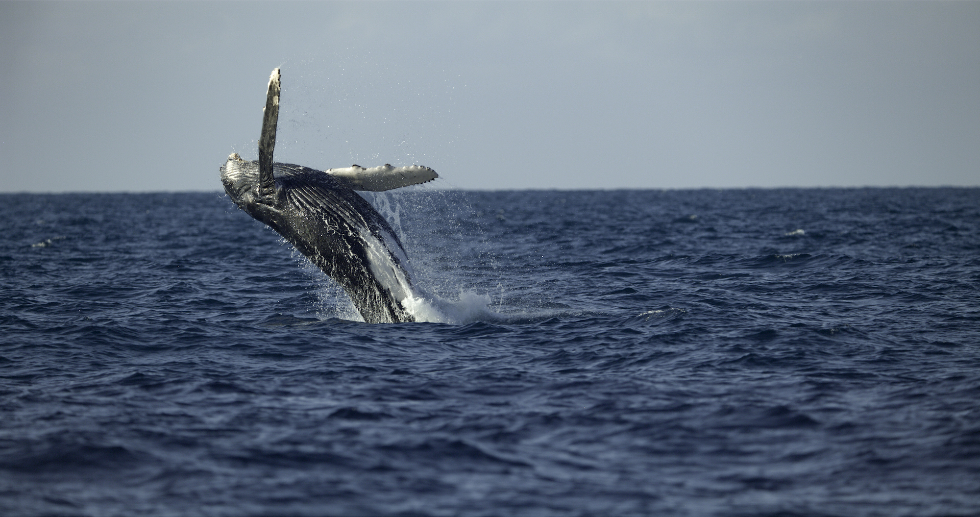 Secrets of the Whales