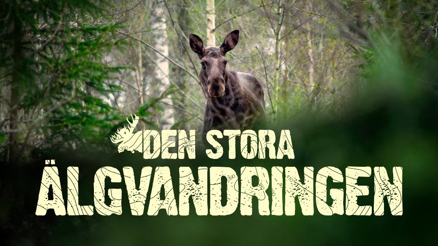 Den stora älgvandringen firar 5 år på SVT