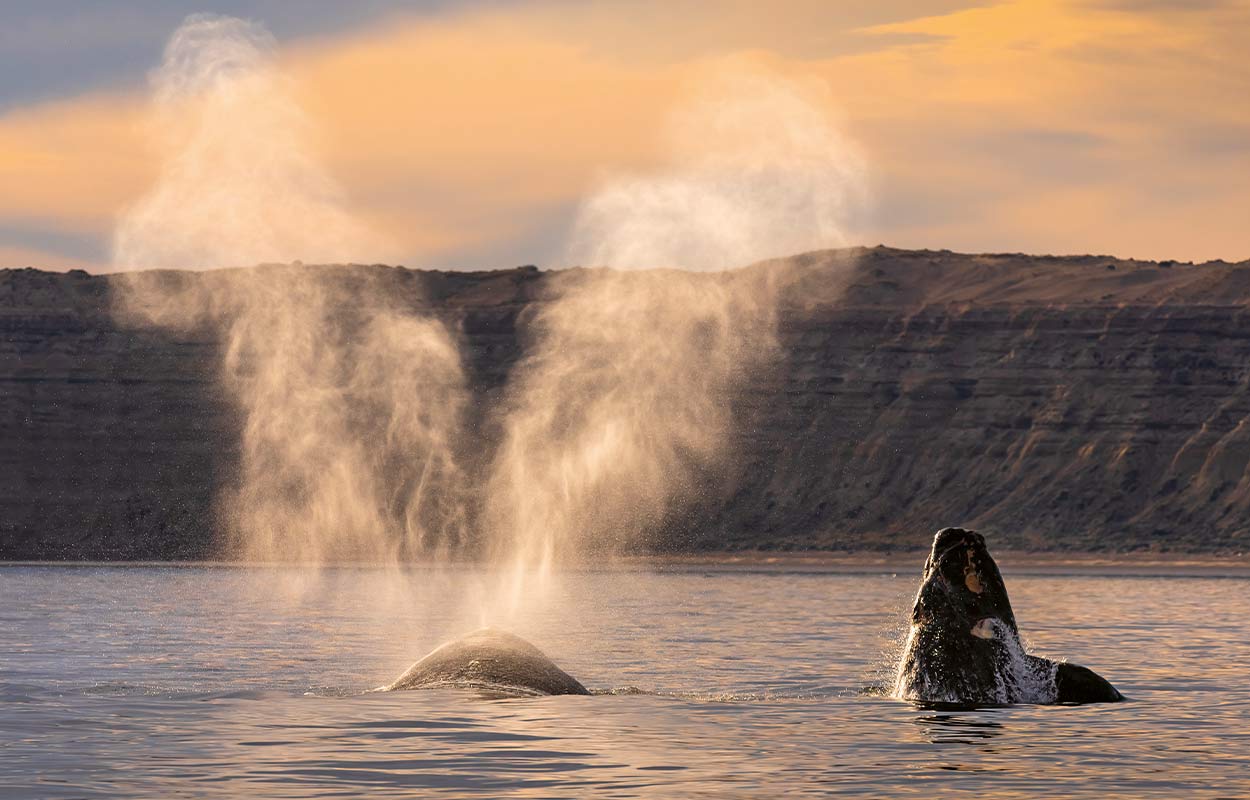 TIPS: Då släpper SVT Planet Earth 3 – världens mäktigaste naturdokumentär