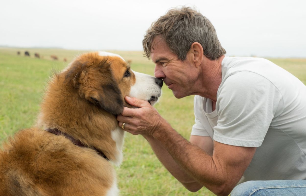 A Dog's Purpose (2017)